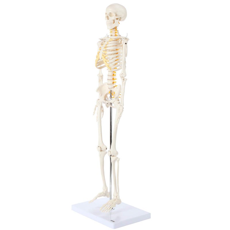 Axis Scientific Mini Human Skeleton Model with Metal Stand, 31" Tall with Removable Arms and Legs, Easy to Assemble, Includes Detailed Product Manual for Study - Image 5